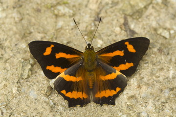 The Himalayan Jester: Symbrenthia hypselis