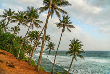 Coconut beautiful ocean beach with palm trees, Sri Lanka