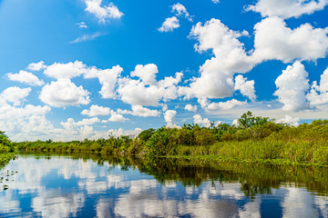 Obraz premium Everglades wetland in Florida, Everglades and Francis S. Taylor Wildlife Management Area