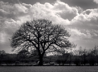 Obraz premium Tree with clouds.