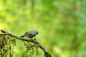 Brown Cheecked Fulvetta, Alcippe poioicephala, Ganeshgudi, Karnataka, India