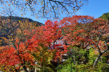 善峯寺の紅葉