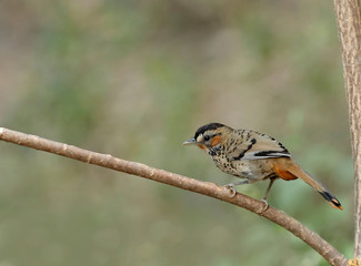 Rufous-chinned Laughingthrush, Garrulax rufogularis, Sattal, India