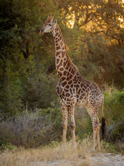Naklejka na ściany i meble South African giraffe or Cape giraffe (Giraffa camelopardalis giraffa). Mpumalanga. South Africa.