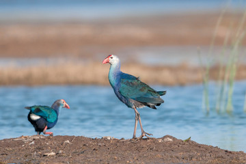 Purple Moorhen or western swamphen, Porphyrio porphyrio, Gujarat, India