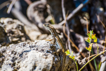 Lizard sun bathing on stone in Albania