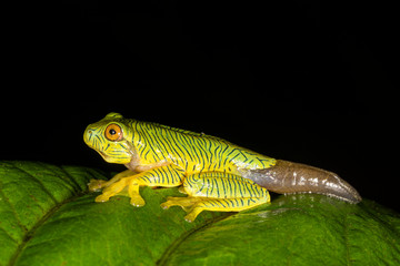 Rhacophorus pseudomalabaricus endemic to the Anaimalai Hills of Tamil Nadu and Kerala states, Munnar, India
