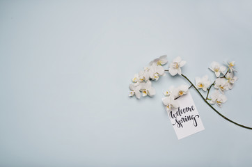 Flowers and welcome spring card on grey background