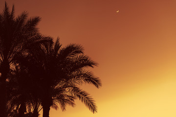 Fototapeta na wymiar Silhouettes of palm trees against the night sky