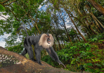 Lion Tail Macaque, Macaca silenus, Endangered withPopulation decreasing, Western Ghats, India