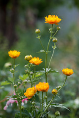 Orange flowers (Trollius Chinensis ) blooming in the summer garden.Orange Queen, family Ranunculaceae, close-up.