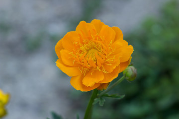 Orange flowers (Trollius Chinensis ) blooming in the summer garden.Orange Queen, family Ranunculaceae, close-up.