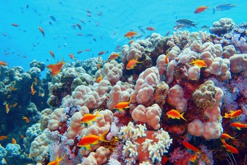 Fototapeta na wymiar Beautiful tropical coral reef with shoal or coral fish