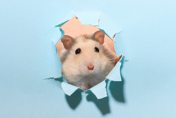 Little fluffy hamster looks through a blue torn paper close-up.