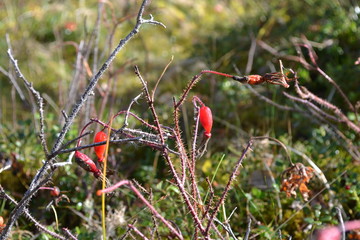 Red rosehip berries grow in the wild