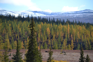 Deer graze in the mountains
