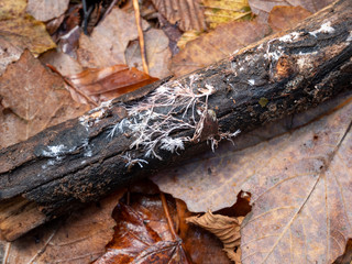 mycelium of a mushroom on old tree trunk