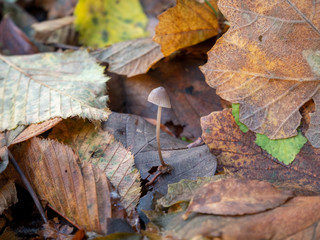 small mushroom grown on fallen leaves