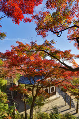 善峯寺の紅葉