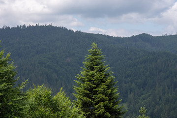 Mountain landscape in spring.