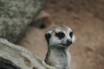 meerkat on guard