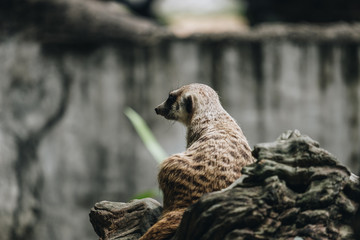 meerkat standing on rock