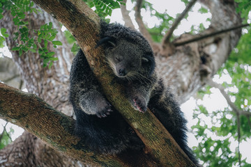 koala in tree