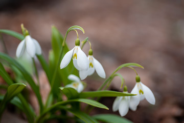 Fototapeta premium Beautifull snowdrops on dry yellow leaves bokeh background