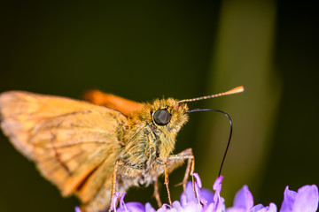 Ochlodes sylvanus butterfly on flower