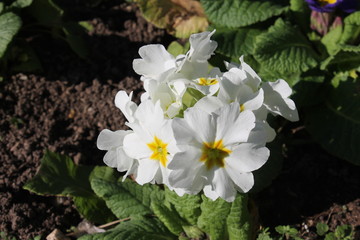 white flower in a french park