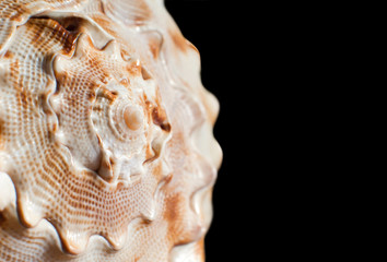 Big seashell close-up on a black background. Copy space