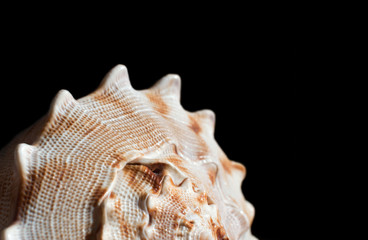 Big seashell close-up on a black background. Copy space