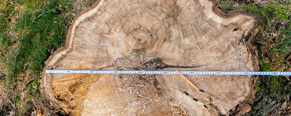 A stump from a sawn tree, a pencil and a yardstick. Measuring the diameter of the tree.