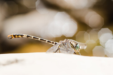 European-Mediterranean dragonfly with natural light in a sunny day.