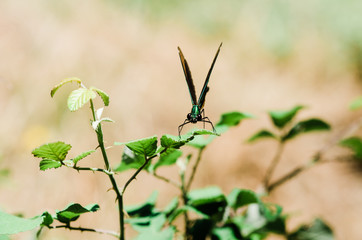 European-Mediterranean dragonfly with natural light in a sunny day.