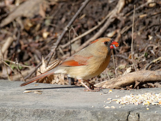 Female cardinal bird sitting on the fence