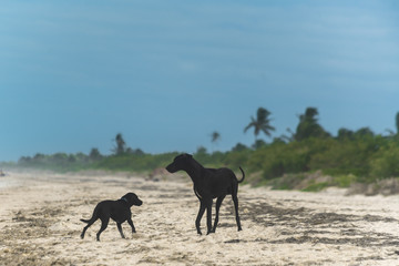Black dogs playing on the beach
