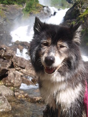 wasserfall Hund