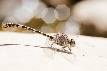 European-Mediterranean dragonfly with natural light in a sunny day.