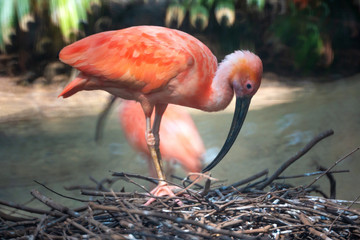 Scarlet Ibis or Eudocimus ruber red bird of the Threskiornithidae family