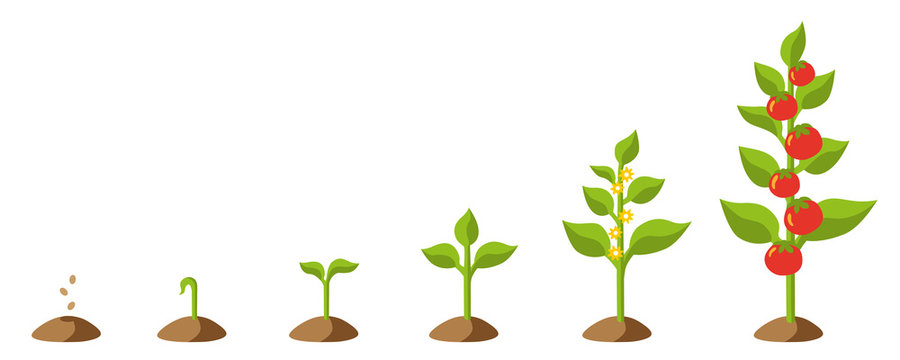 Isolated Vector graphic illustration of a stylized tomato plant growing up from seed, then blooming and carrying tomatoes including a set of different stages of growth