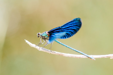 European-Mediterranean dragonfly with natural light in a sunny day.