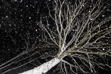 Falling snow, snowfall, winter night. Tree's branches in snow