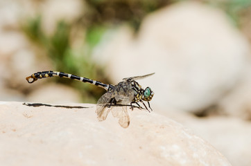 European-Mediterranean dragonfly with natural light in a sunny day.