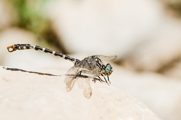 European-Mediterranean dragonfly with natural light in a sunny day.