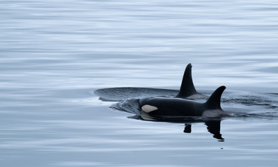 Close encounter with a killer whale (Orcinus orca) pod feeding in the icy waters along the Antarctiic Peninsula coast, Antarctica