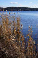 Ruhige, blaue Flusslandschaft mit Schilf und Wald bei Sonnenschein