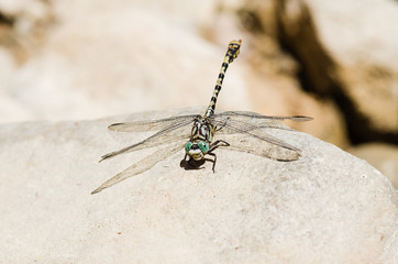 European-Mediterranean dragonfly with natural light in a sunny day.