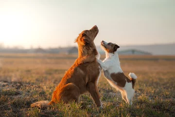 Fototapeten Zwei Hunde spielen auf dem Feld. Nova Scotia Duck Tolling Retriever und ein Jack Russell Terrier © annaav