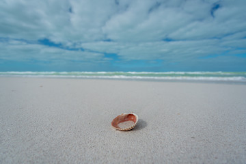 Beach Landscape with shell